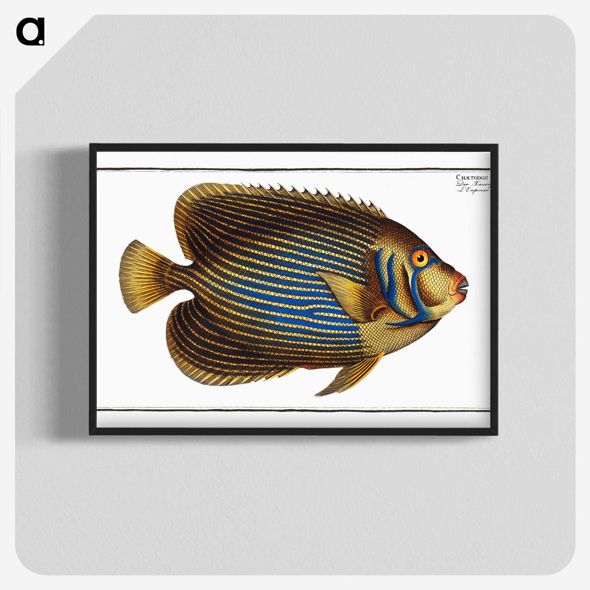 1-13_Ichtyologie-ou-Histoire-naturelle_blk-crop