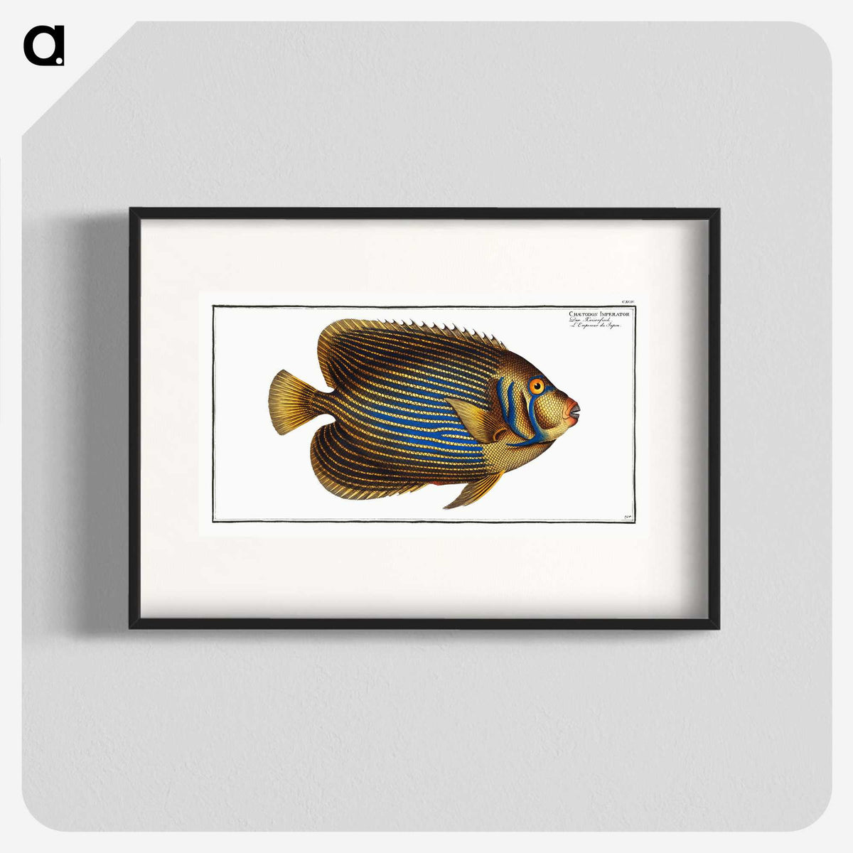 1-13_Ichtyologie-ou-Histoire-naturelle_blk