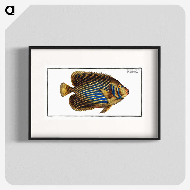 1-13_Ichtyologie-ou-Histoire-naturelle_blk