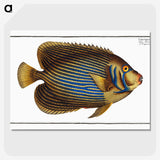 1-13_Ichtyologie-ou-Histoire-naturelle_picture-crop