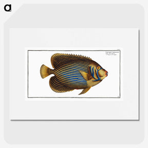 1-13_Ichtyologie-ou-Histoire-naturelle_picture