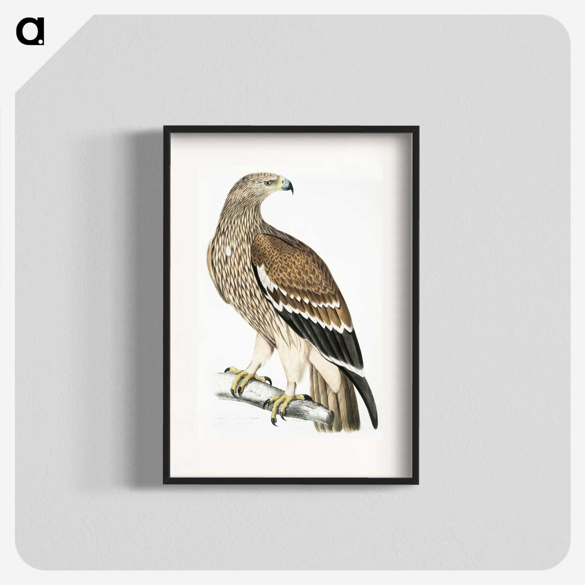 1-13_Indian-Zoology_blk