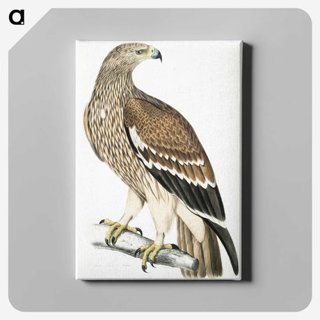 1-13_Indian-Zoology_canvas