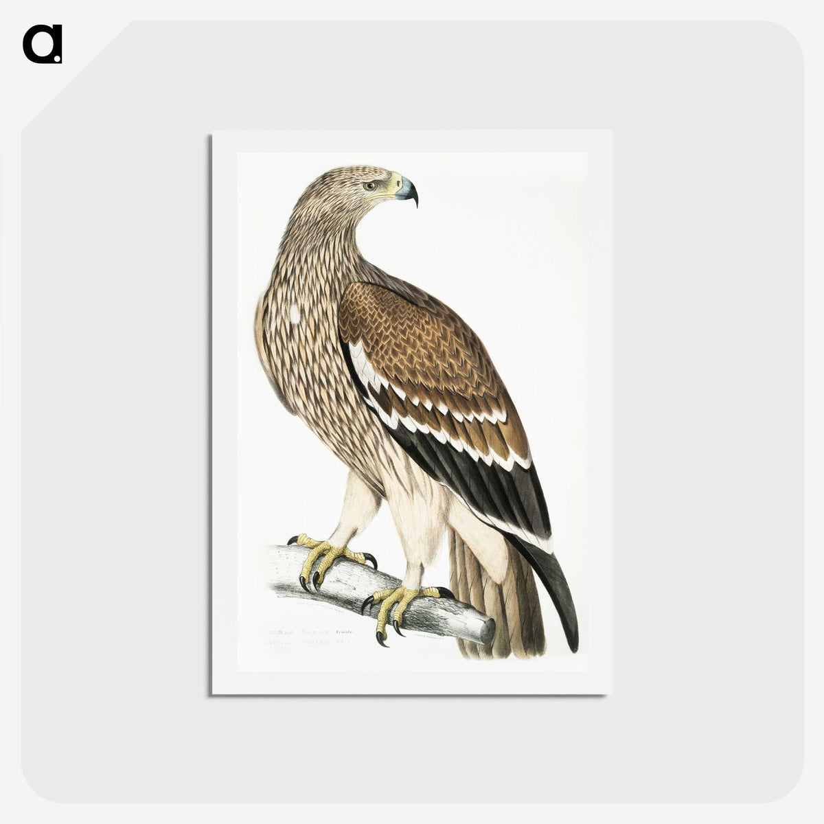 1-13_Indian-Zoology_hagaki
