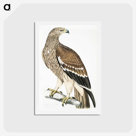 1-13_Indian-Zoology_hagaki