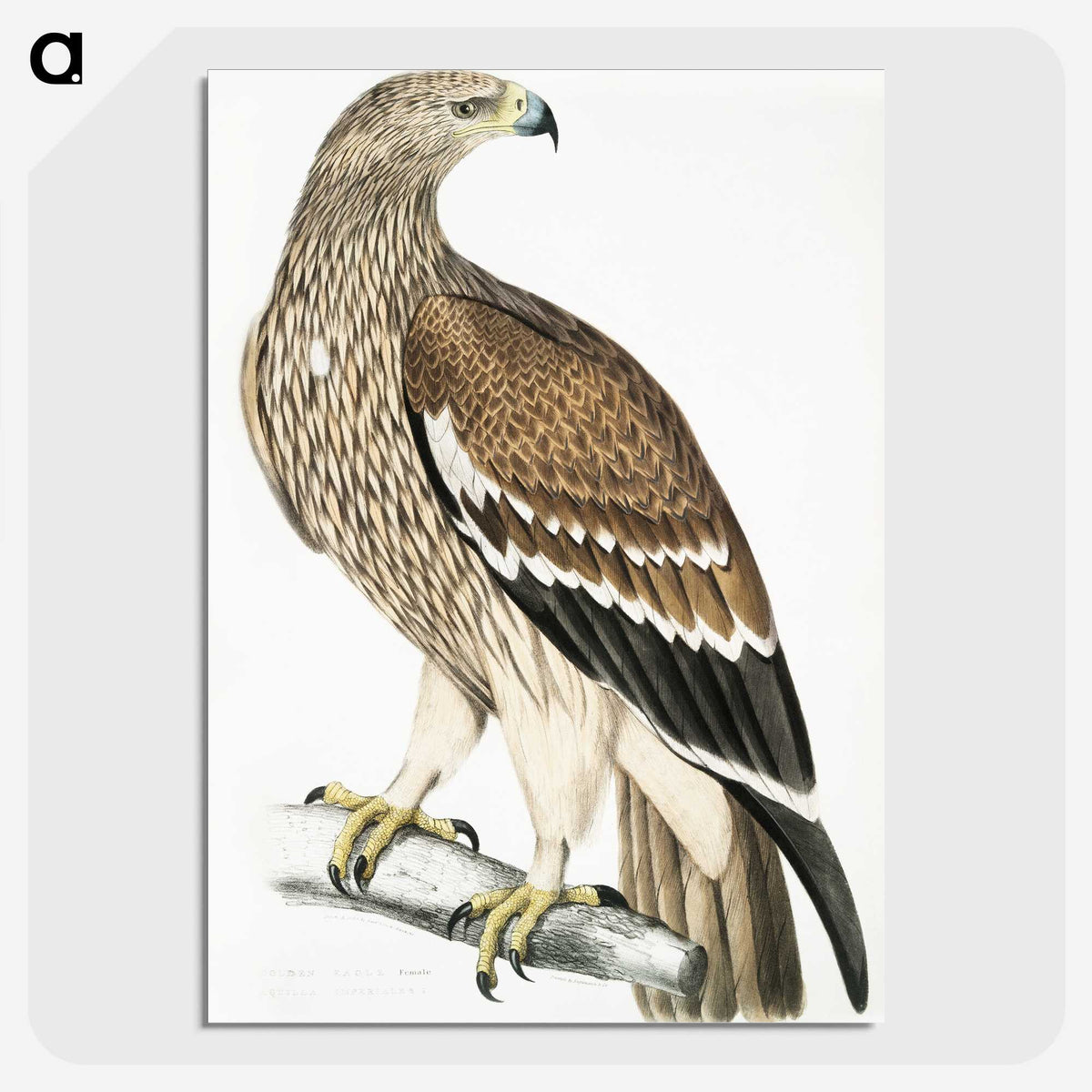 1-13_Indian-Zoology_picture-crop