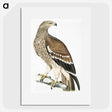 1-13_Indian-Zoology_picture