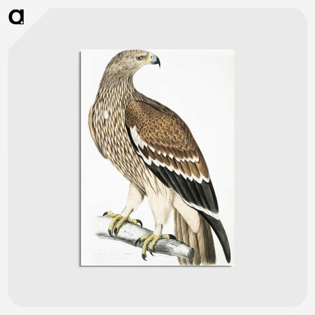 1-13_Indian-Zoology_postcard