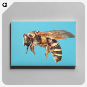 1-13_Insects-Unlocked-Project_canvas