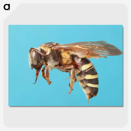 1-13_Insects-Unlocked-Project_picture-crop
