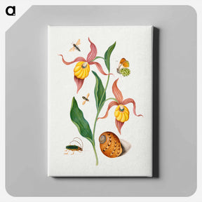 アートパネル-Anna Blackburne's Natural History Cabinet
 - ジェームズ ボルトン Canvas.