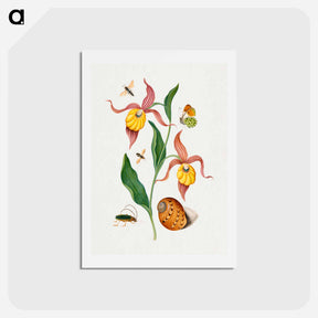 アートポストカード-Anna Blackburne's Natural History Cabinet
 - ジェームズ ボルトン Postcard.