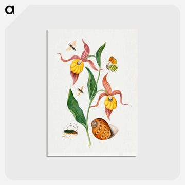 Anna Blackburne's Natural History Cabinet
 - ジェームズ ボルトン Postcard.