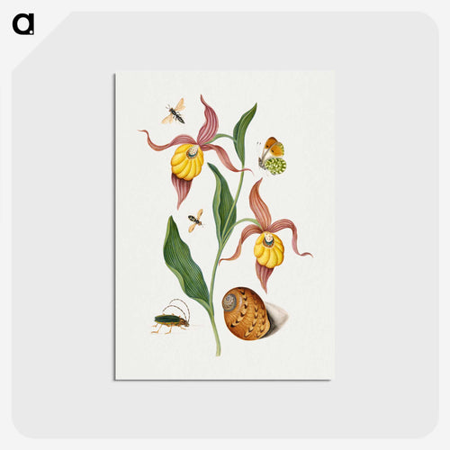 Anna Blackburne's Natural History Cabinet
 - ジェームズ ボルトン Postcard.