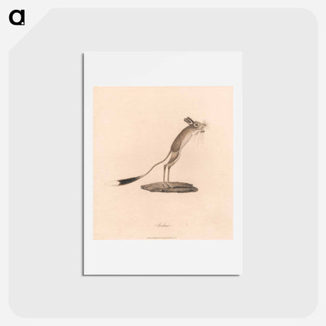 アートポストカード-Jerboa
 - ジェームス ヒース Postcard.