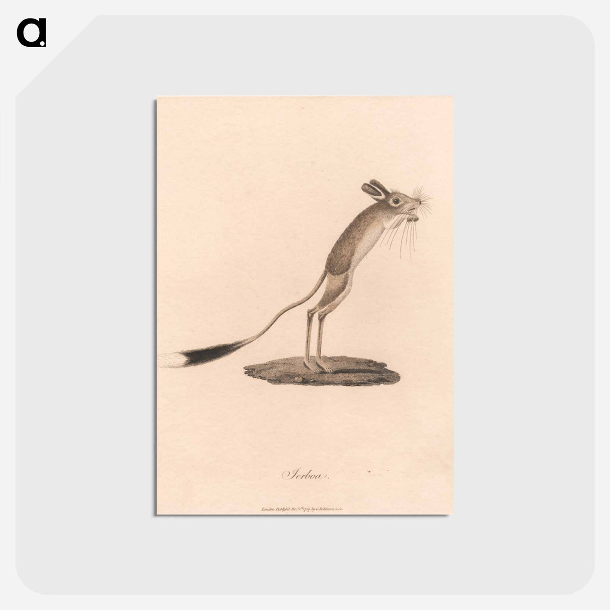 アートポストカード-Jerboa
 - ジェームス ヒース Postcard.
