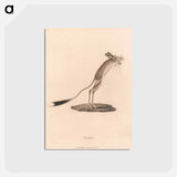 アートポストカード-Jerboa
 - ジェームス ヒース Postcard.