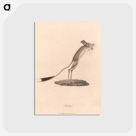 アートポストカード-Jerboa
 - ジェームス ヒース Postcard.