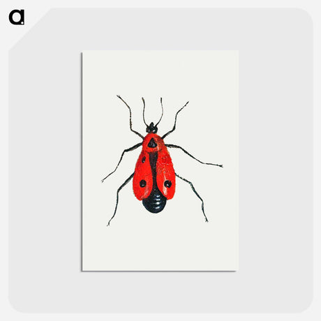 アートポストカード-Firebug from Insects and Fruits
 - ヤン ファン ケッセル Postcard.