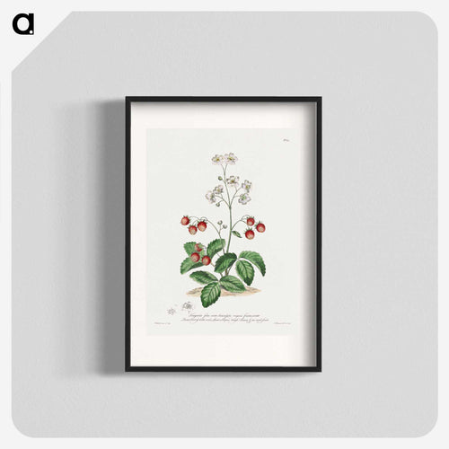 Strawberry
 - ジョン エドワーズ Poster.