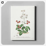1-13_John-Edwards_canvas