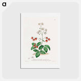 アートポストカード-Strawberry
 - ジョン エドワーズ Postcard.