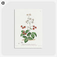1-13_John-Edwards_postcard