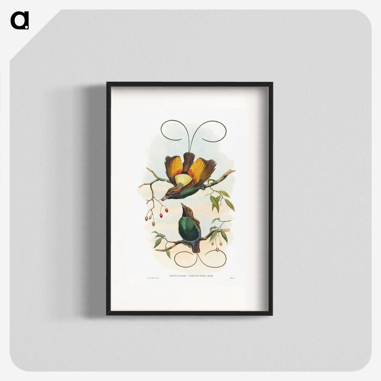 1-13_John-Gould_blk