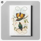 1-13_John-Gould_canvas