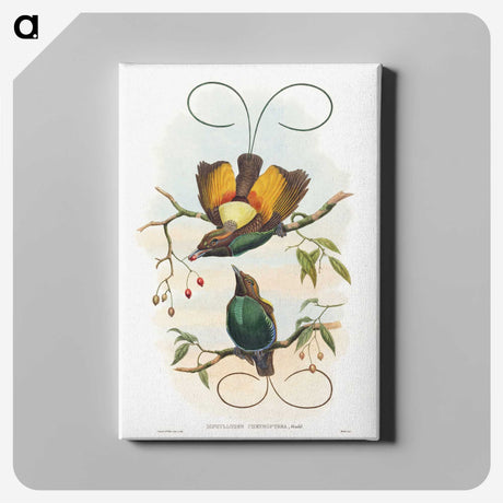 1-13_John-Gould_canvas