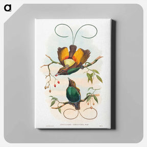 アートパネル-Magnificent Bird of Paradise
 - ジョン グールド Canvas.