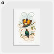 アートポストカード-Magnificent Bird of Paradise
 - ジョン グールド Postcard.