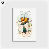 アートポストカード-Magnificent Bird of Paradise
 - ジョン グールド Postcard.