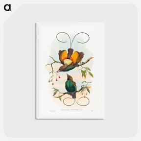 アートポストカード-Magnificent Bird of Paradise
 - ジョン グールド Postcard.