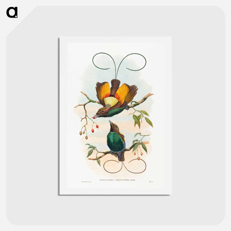 アートポストカード-Magnificent Bird of Paradise
 - ジョン グールド Postcard.