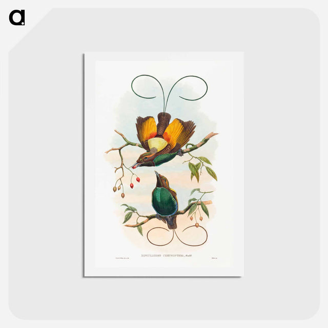 アートポストカード-Magnificent Bird of Paradise
 - ジョン グールド Postcard.