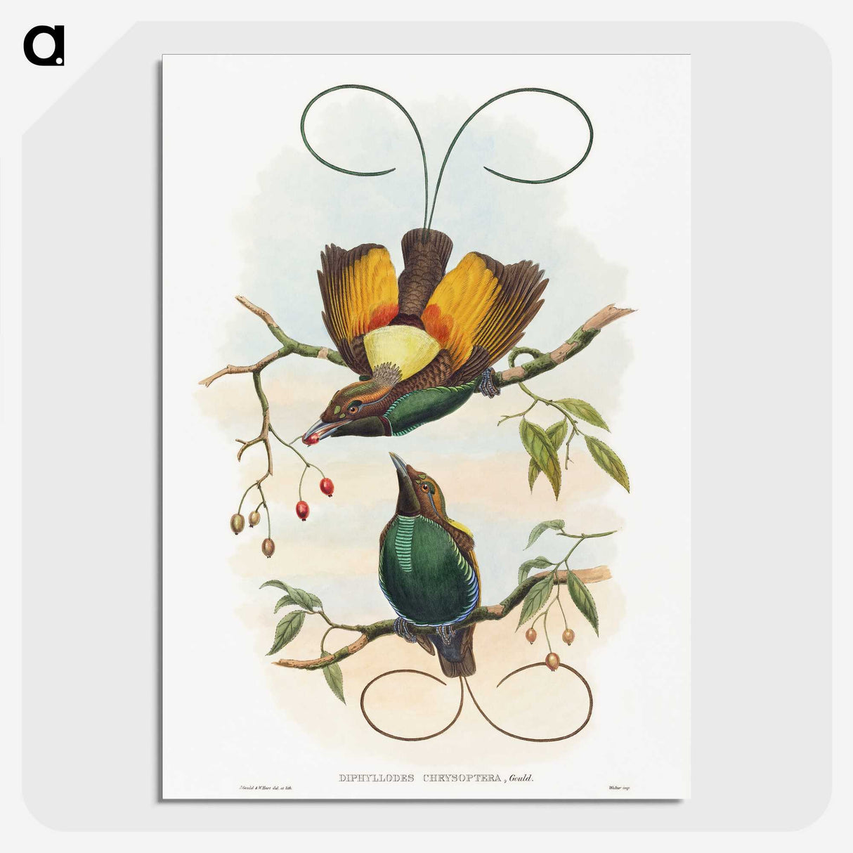 1-13_John-Gould_picture-crop