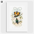 1-13_John-Gould_picture