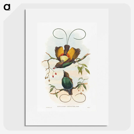 1-13_John-Gould_picture