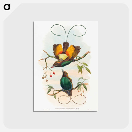 アートポストカード-Magnificent Bird of Paradise
 - ジョン グールド Postcard.