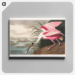 アートパネル-Roseate Spoonbill
 - ジョン ジェームス オーデュボン Canvas.