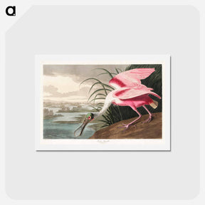 アートポストカード-Roseate Spoonbill
 - ジョン ジェームス オーデュボン Postcard.