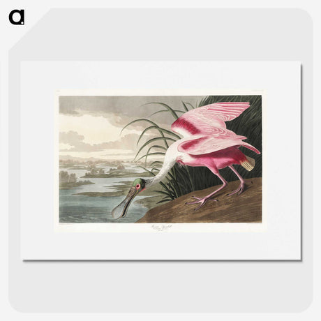 1-13_John-James-Audubon_picture
