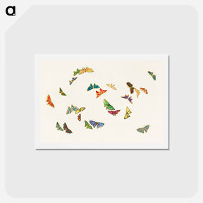 アートポストカード-Vintage butterfly - 神坂 雪佳 Postcard.