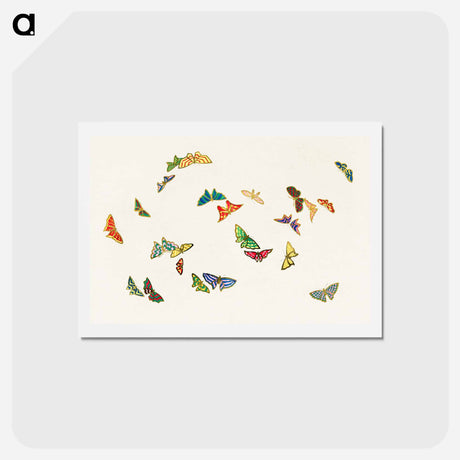 アートポストカード-Vintage butterfly - 神坂 雪佳 Postcard.