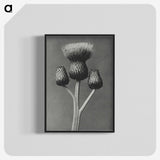 1-13_Karl-Blossfeldt_blk-crop