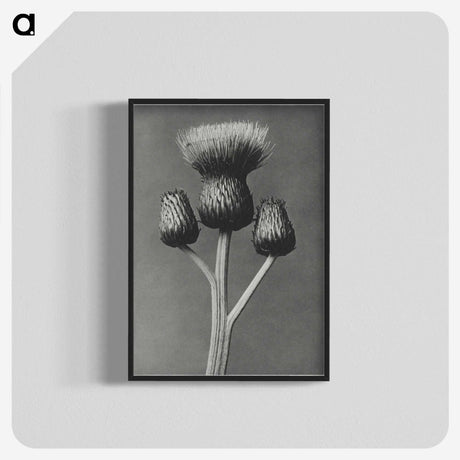 1-13_Karl-Blossfeldt_blk-crop