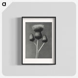 1-13_Karl-Blossfeldt_blk