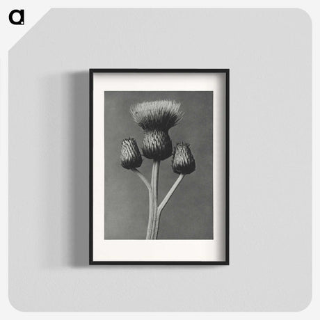 1-13_Karl-Blossfeldt_blk