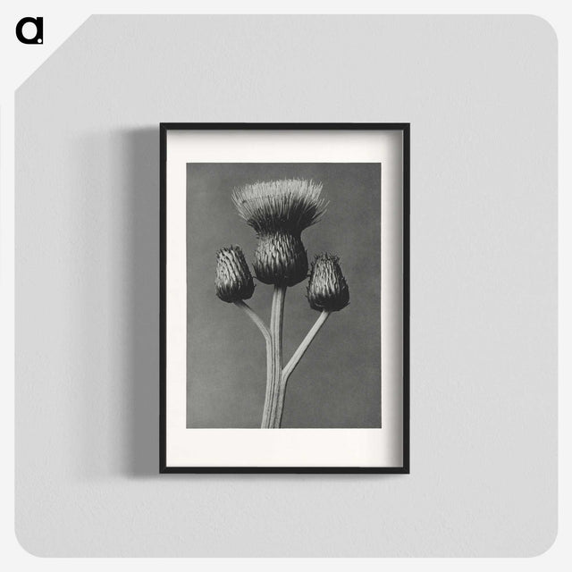 1-13_Karl-Blossfeldt_blk
